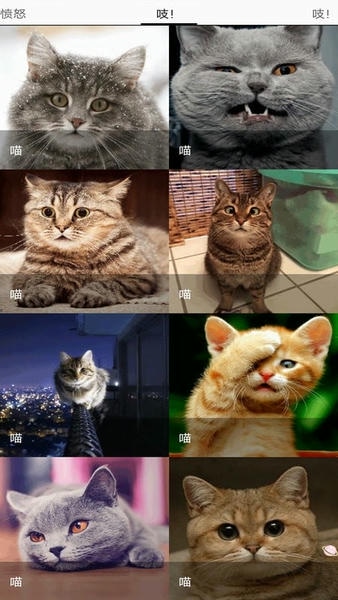 猫猫狗狗翻译器app v1.13 安卓版 0