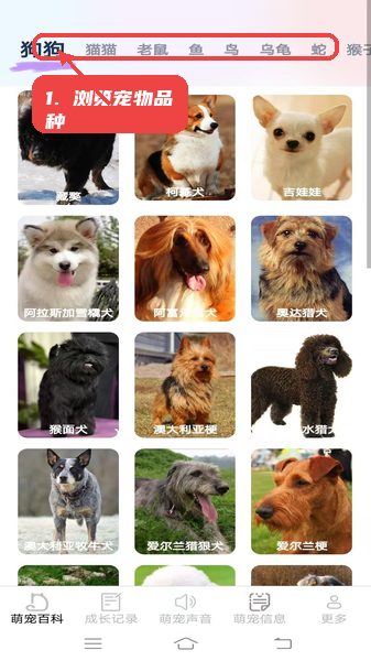 元气萌宠教程图:第一步,浏览宠物品种。 浏览宠物品种。