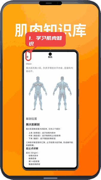 雷动教程图:第四步,学习肌肉知识。 学习肌肉知识。
